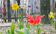 Lente